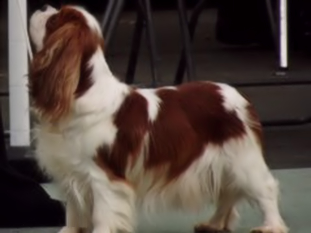 Jolainey Miss Millie.jpg